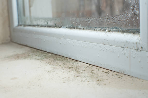 Why You Should Choose Our Mold Remediation Services in Central Square, NY